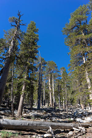 Round Valley Trail
