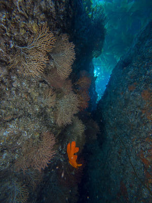 Seafans looking up through the cracks