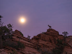 Zion bighorn sheep by moonlight