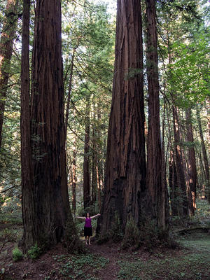 Anna and some giant redwood trees