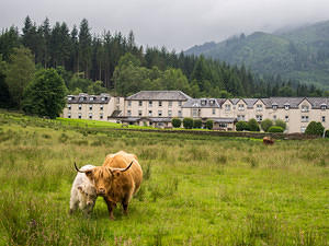 Highland Cattle